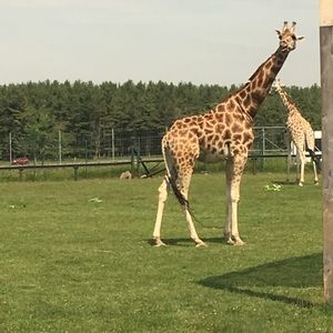 Meet your Posher, Kim